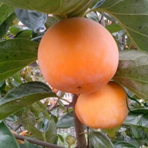 Diospyros Kaki, Kaki Persimmon Seed 300 PCS, Asian Persimmon Shizi