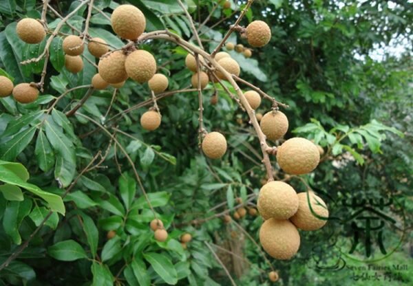 Dimocarpus Longan, Gui Yuan Longan Seed 50 PCS, Longyan - Image 7