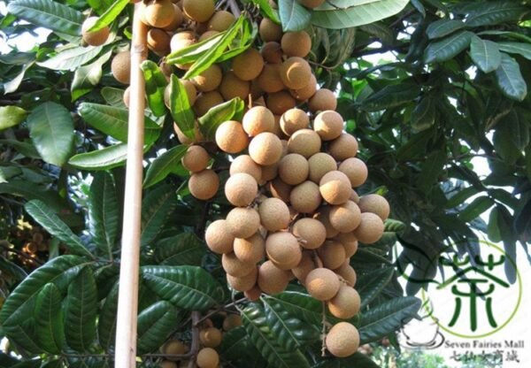 Dimocarpus Longan, Gui Yuan Longan Seed 50 PCS, Longyan - Image 9