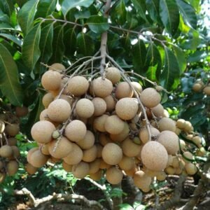 Dimocarpus Longan, Gui Yuan Longan Seed 50 PCS, Longyan