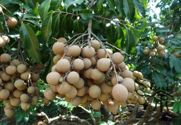 Dimocarpus Longan, Gui Yuan Longan Seed 50 PCS, Longyan