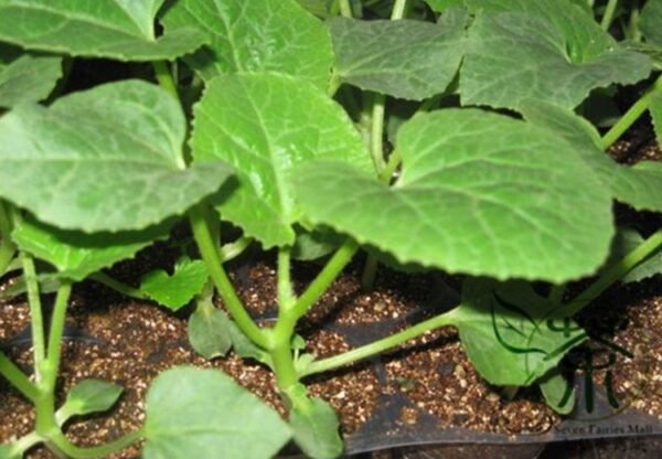 Cucumis Melo, Sweet Melon Seed 1000 PCS, Baitiangua - Image 3