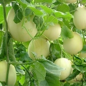 Cucumis Melo, Sweet Melon Seed 1000 PCS, Baitiangua