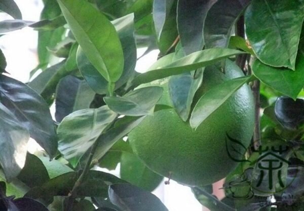 Corsican Citron, Diamante Citron Seed 200 PCS, Fruit Seeds Xiangpao - Image 4