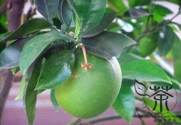 Corsican Citron, Diamante Citron Seed 200 PCS, Fruit Seeds Xiangpao - Image 5