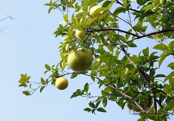 Corsican Citron, Diamante Citron Seed 200 PCS, Fruit Seeds Xiangpao - Image 9