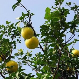 Corsican Citron, Diamante Citron Seed 200 PCS, Fruit Seeds Xiangpao