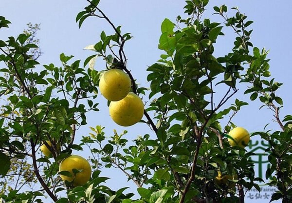 Corsican Citron, Diamante Citron Seed 200 PCS, Fruit Seeds Xiangpao