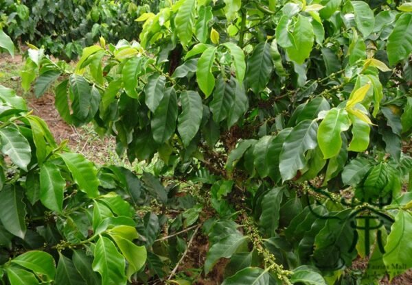 Coffea Arabica, Coffee Cherry Seed 300 PCS, Mountain Coffee Xiaoguo Kafei - Image 4