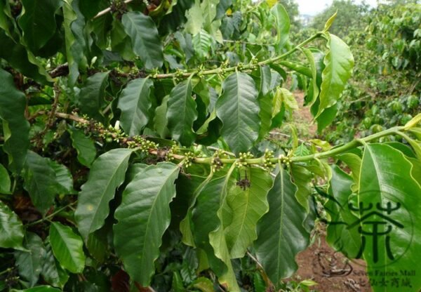 Coffea Arabica, Coffee Cherry Seed 300 PCS, Mountain Coffee Xiaoguo Kafei - Image 5