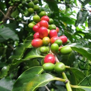 Coffea Arabica, Coffee Cherry Seed 300 PCS, Mountain Coffee Xiaoguo Kafei