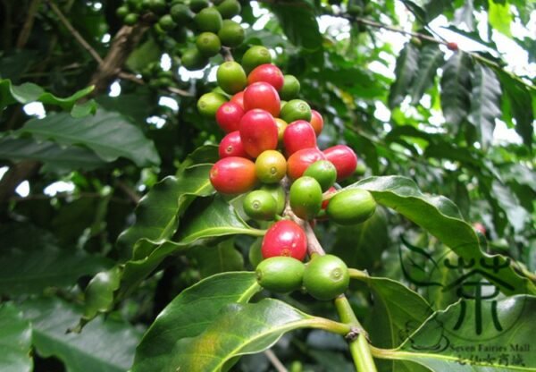 Coffea Arabica, Coffee Cherry Seed 300 PCS, Mountain Coffee Xiaoguo Kafei