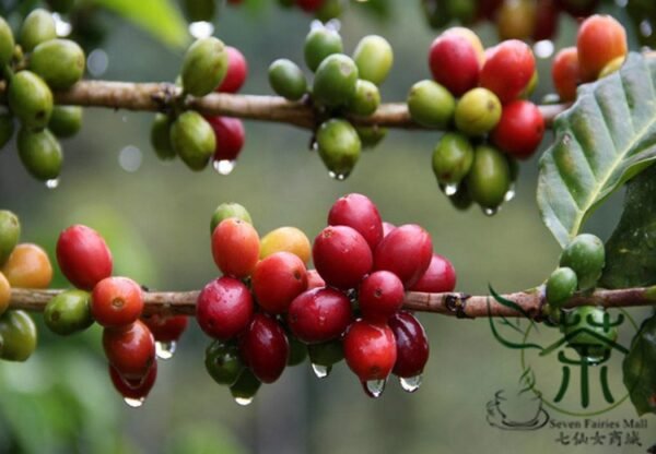 Coffea Arabica, Coffee Cherry Seed 300 PCS, Mountain Coffee Xiaoguo Kafei - Image 8