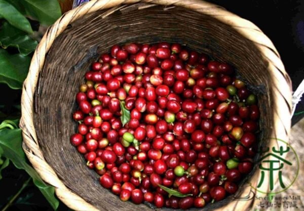 Coffea Arabica, Coffee Cherry Seed 300 PCS, Mountain Coffee Xiaoguo Kafei - Image 9