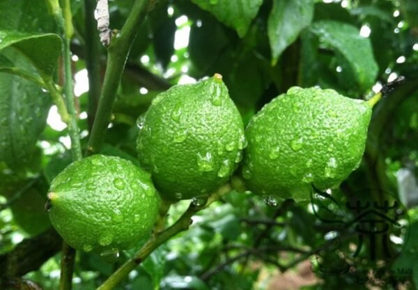 Citrus Limon, Chinese Lemon Seed 300 PCS, Fruit Seeds Ningmeng - Image 7