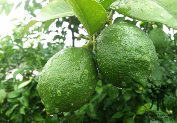 Citrus Limon, Chinese Lemon Seed 300 PCS, Fruit Seeds Ningmeng - Image 8