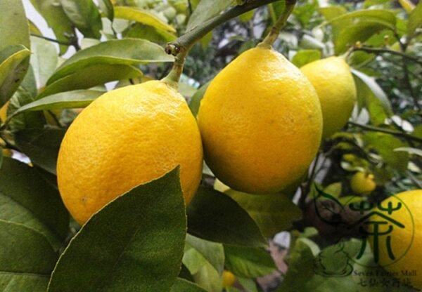 Citrus Limon, Chinese Lemon Seed 300 PCS, Fruit Seeds Ningmeng