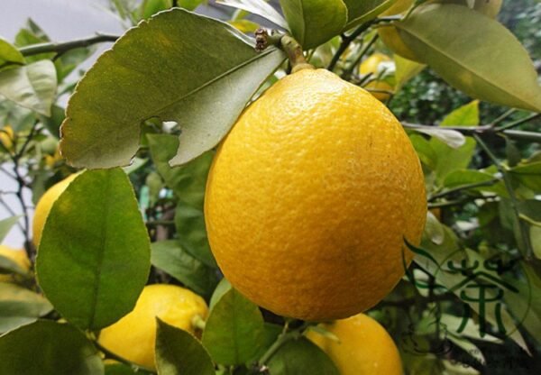 Citrus Limon, Chinese Lemon Seed 300 PCS, Fruit Seeds Ningmeng - Image 9