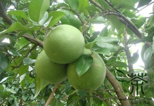 Citrus Grandis, Citrus Maxima Seed 200 PCS, Shaddock Pomelo Youzi - Image 5