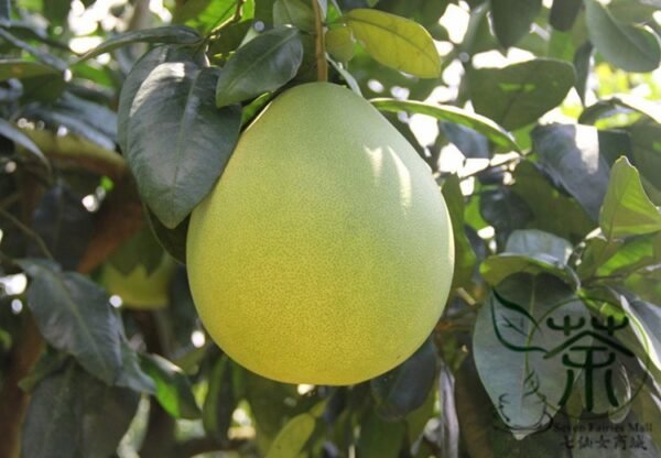 Citrus Grandis, Citrus Maxima Seed 200 PCS, Shaddock Pomelo Youzi - Image 6