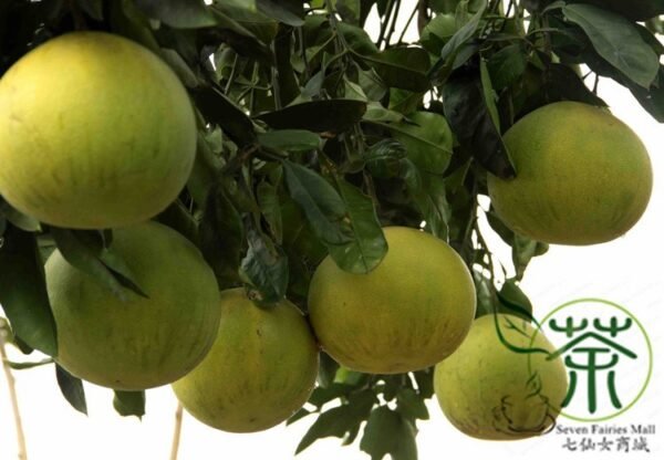 Citrus Grandis, Citrus Maxima Seed 200 PCS, Shaddock Pomelo Youzi - Image 7