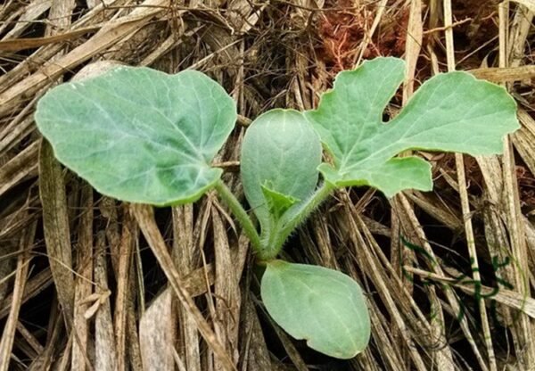 Citrullus Lanatus, Sweet Melon Seed 1000 PCS, Watermelon Huapi Xigua - Image 2