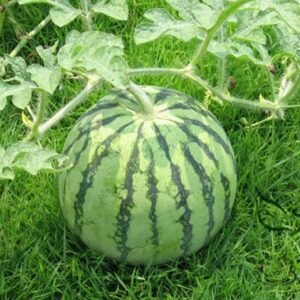 Citrullus Lanatus, Sweet Melon Seed 1000 PCS, Watermelon Huapi Xigua