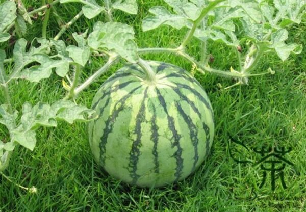 Citrullus Lanatus, Sweet Melon Seed 1000 PCS, Watermelon Huapi Xigua