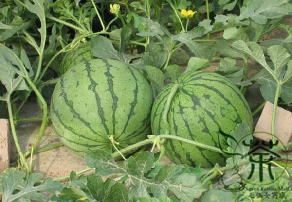 Citrullus Lanatus, Sweet Melon Seed 1000 PCS, Watermelon Huapi Xigua - Image 8