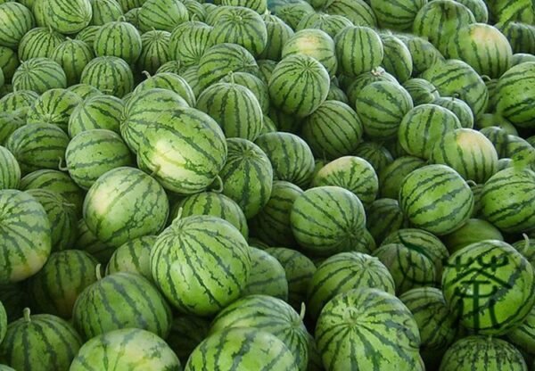 Citrullus Lanatus, Sweet Melon Seed 1000 PCS, Watermelon Huapi Xigua - Image 9