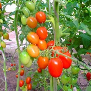 Cherry Tomatoes, Lycopersivon Esculentum Seed 2000 PCS, Tomato Shengnvguo