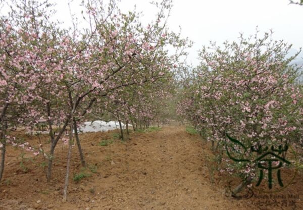 Chaenomeles Speciosa, Flowering Quince Seed 300 PCS, Zhoupi Mugua