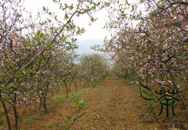 Chaenomeles Speciosa, Flowering Quince Seed 300 PCS, Zhoupi Mugua - Image 4