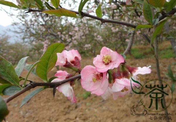 Chaenomeles Speciosa, Flowering Quince Seed 300 PCS, Zhoupi Mugua - Image 6