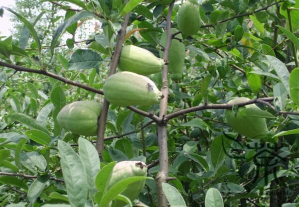 Chaenomeles Speciosa, Flowering Quince Seed 300 PCS, Zhoupi Mugua