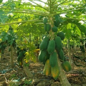 Chaenomeles Sinensis, Papaw Papaya Seed 300 PCS, Carica Papaya Fanmugua