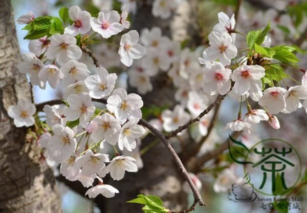 Cerasus Serrulata, Prunus Serrulata Seed 500 PCS, Hill Cherry Shanyingtao - Image 2