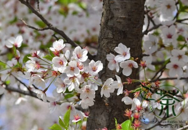 Cerasus Serrulata, Prunus Serrulata Seed 500 PCS, Hill Cherry Shanyingtao - Image 3