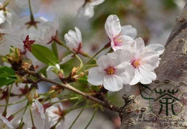 Cerasus Serrulata, Prunus Serrulata Seed 500 PCS, Hill Cherry Shanyingtao - Image 4