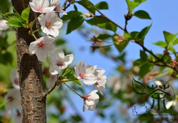 Cerasus Serrulata, Prunus Serrulata Seed 500 PCS, Hill Cherry Shanyingtao - Image 5