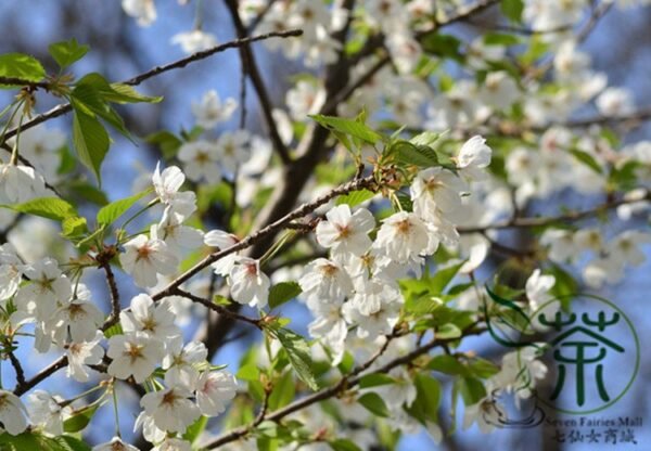 Cerasus Serrulata, Prunus Serrulata Seed 500 PCS, Hill Cherry Shanyingtao - Image 6