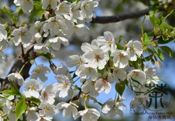 Cerasus Serrulata, Prunus Serrulata Seed 500 PCS, Hill Cherry Shanyingtao - Image 7