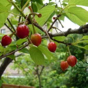 Cerasus Serrulata, Prunus Serrulata Seed 500 PCS, Hill Cherry Shanyingtao