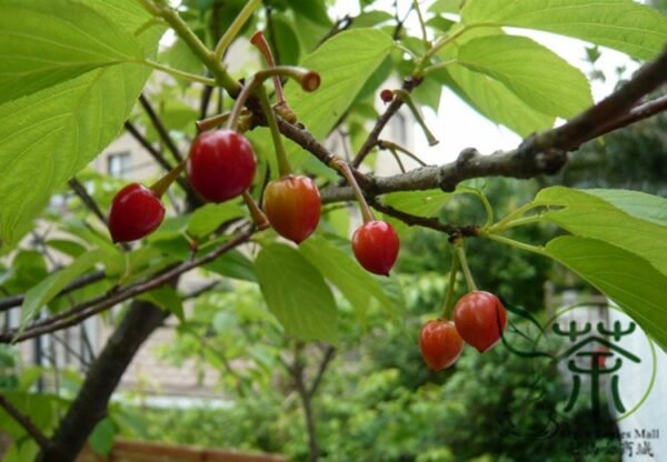 Cerasus Serrulata, Prunus Serrulata Seed 500 PCS, Hill Cherry Shanyingtao