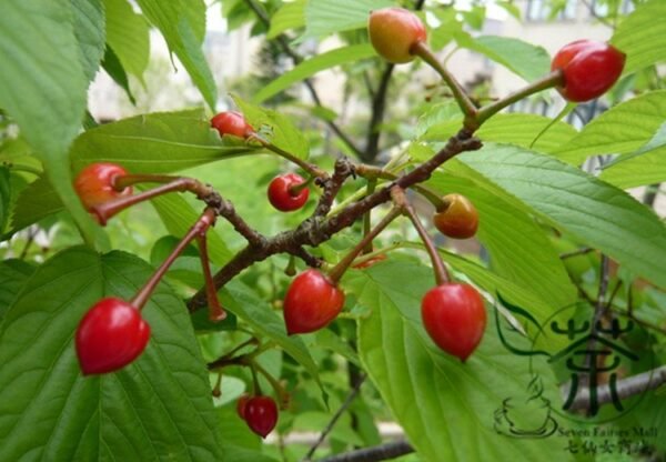 Cerasus Serrulata, Prunus Serrulata Seed 500 PCS, Hill Cherry Shanyingtao - Image 8