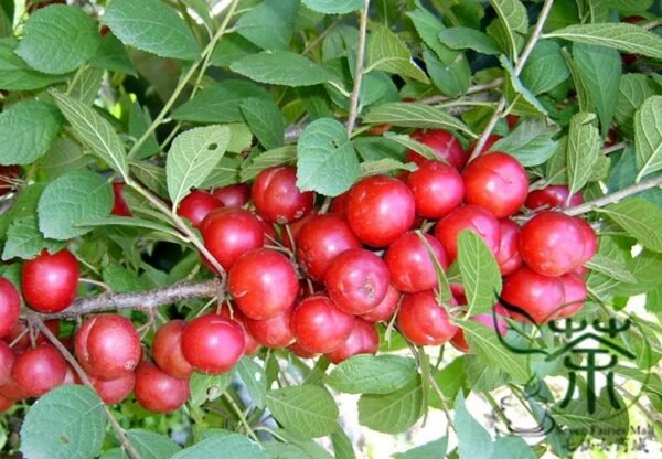 Cerasus Humilis, Prunus Humilis Seed 200 PCS, Chinese Dwarf Cherry Ouli - Image 8