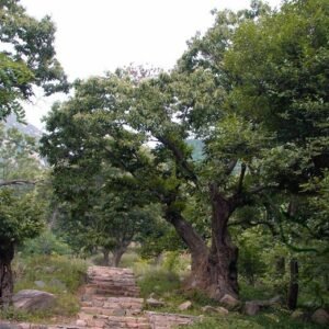 Castanea Mollissima, Chinese Chestnut Seed 30 PCS, Fruit Seeds Banli