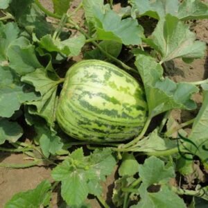 Cantaloupe Muskmelon, Cucumis Melo Seed 1000 PCS, Lvxianggua