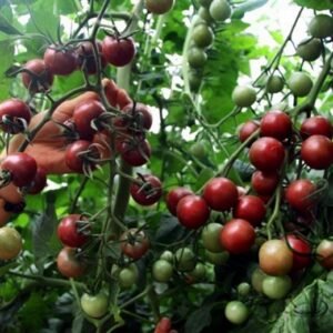 Black Cherry, Lycopersicon Esculentum Seed 2000 PCS, Tomatoes Zifanqie