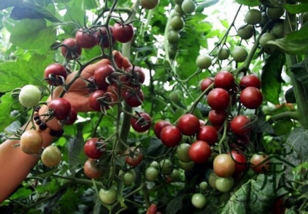 Black Cherry, Lycopersicon Esculentum Seed 2000 PCS, Tomatoes Zifanqie